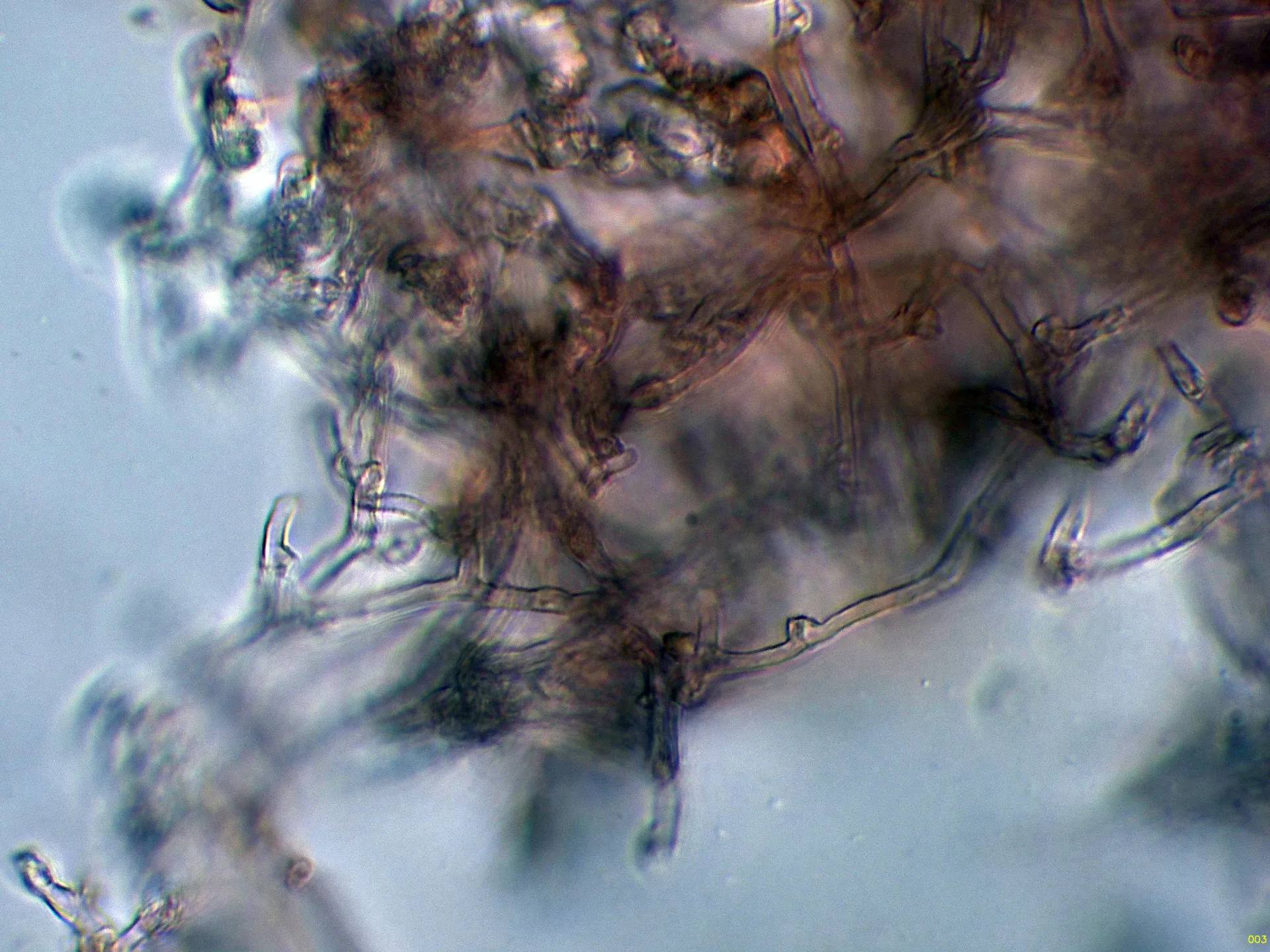 Microscopía de Subulicystidium longisporum - 6 - HIfas subiculares-003 (2)